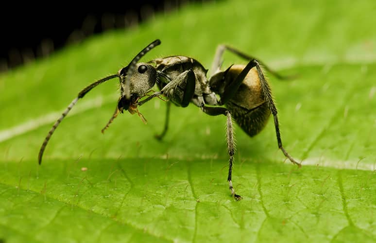 Extermination de fourmis charpentières Laval
