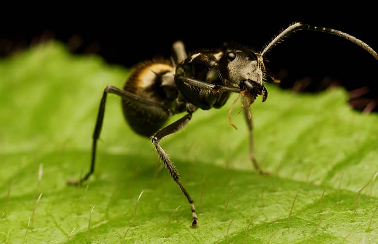 Extermination de fourmis à Montréal-Nord