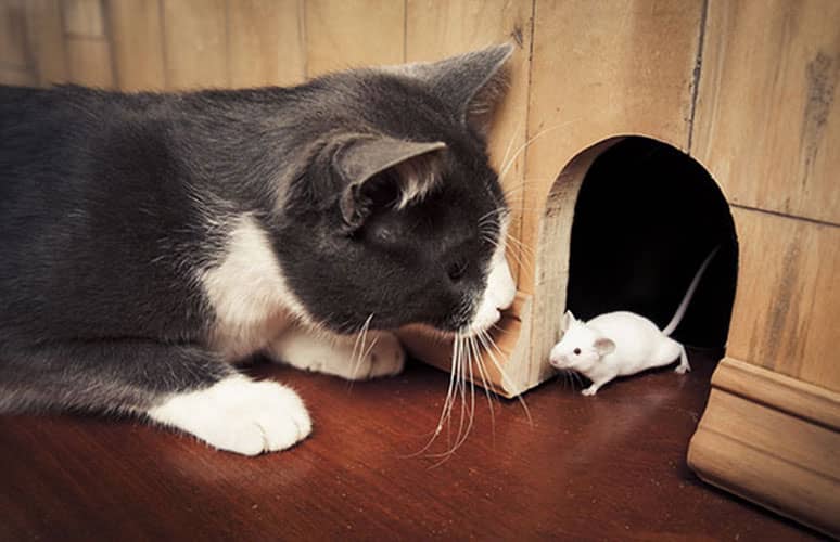 Mouse exterminator Laval